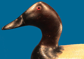 Pristine drake Canvasback by Bert Graves, circa 1920-30