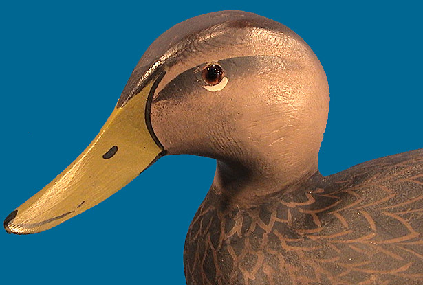 Ward Black Duck