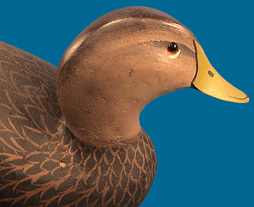 Ward Black Duck