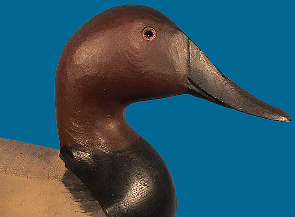 Perdew Canvasback