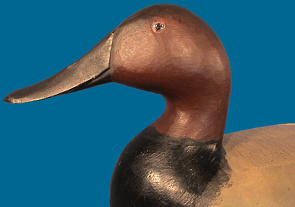 Perdew Canvasback