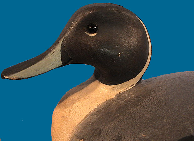 Ward Pintail