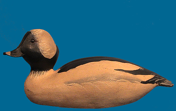 Ward Bufflehead