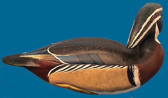 Corb Reed Wood Duck