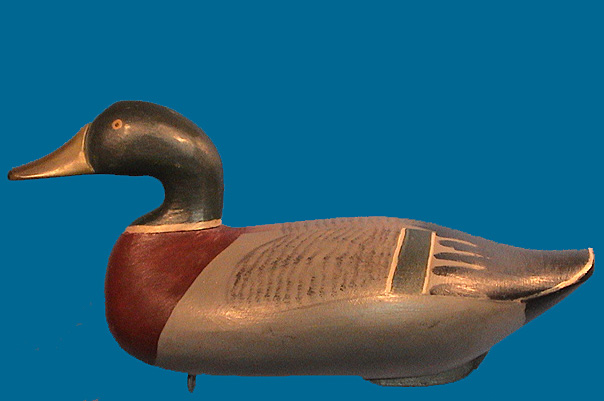 McGaw Mallard drake