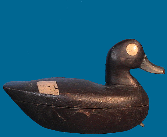 Bufflehead 1