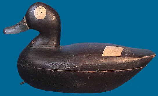 Bufflehead 2