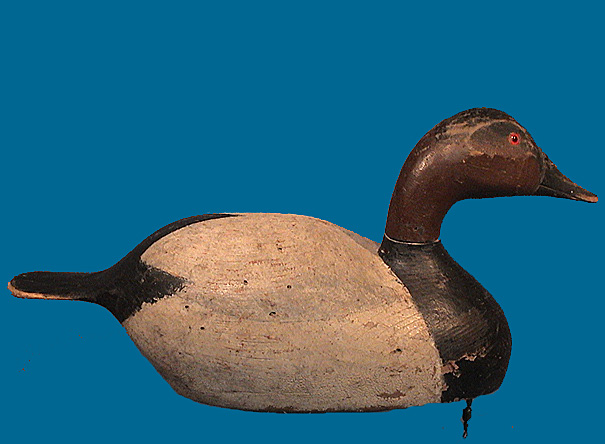 Moak Canvasback