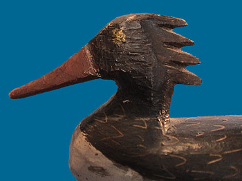 Jester mini Merganser head shot, this bird is a killer!