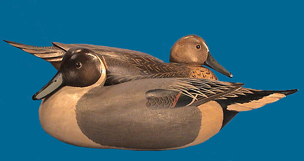 Bob White Low Head Pintail pair