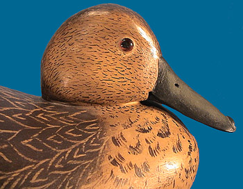 Bob White hen Pintail