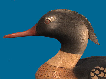 McNair Merganser, leather crest