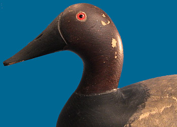 Joseph Kempinger Canvasback drake head