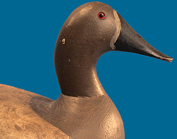 Joseph Kempinger Canvasback head shot