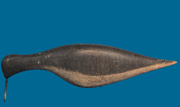 LI shorebird