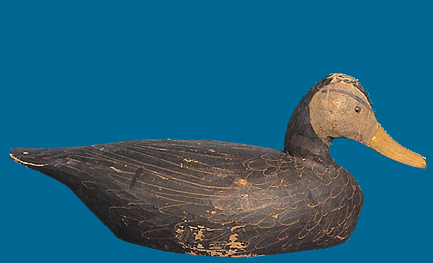 MH BLACK DUCK