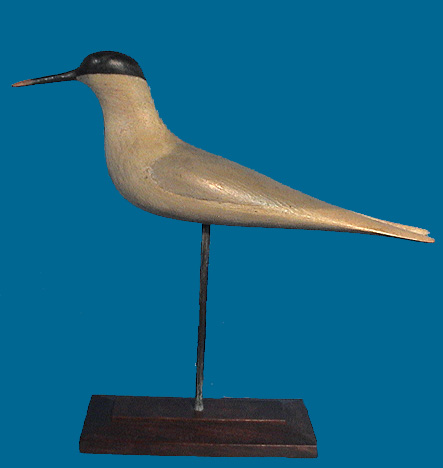 TERN