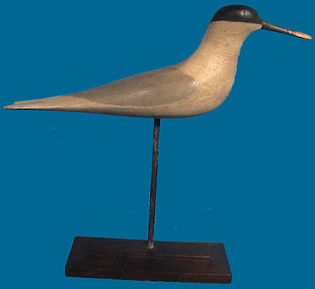 TERN