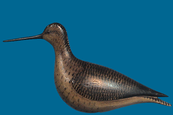 WILLET or YELLOWLEGS