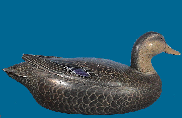 Black Duck Ukn