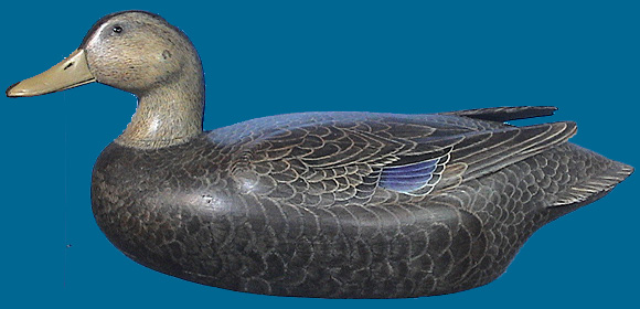 Black Duck 2